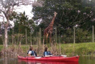 kayaking with giraffe