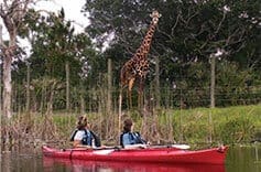 Kayaking by giraffe