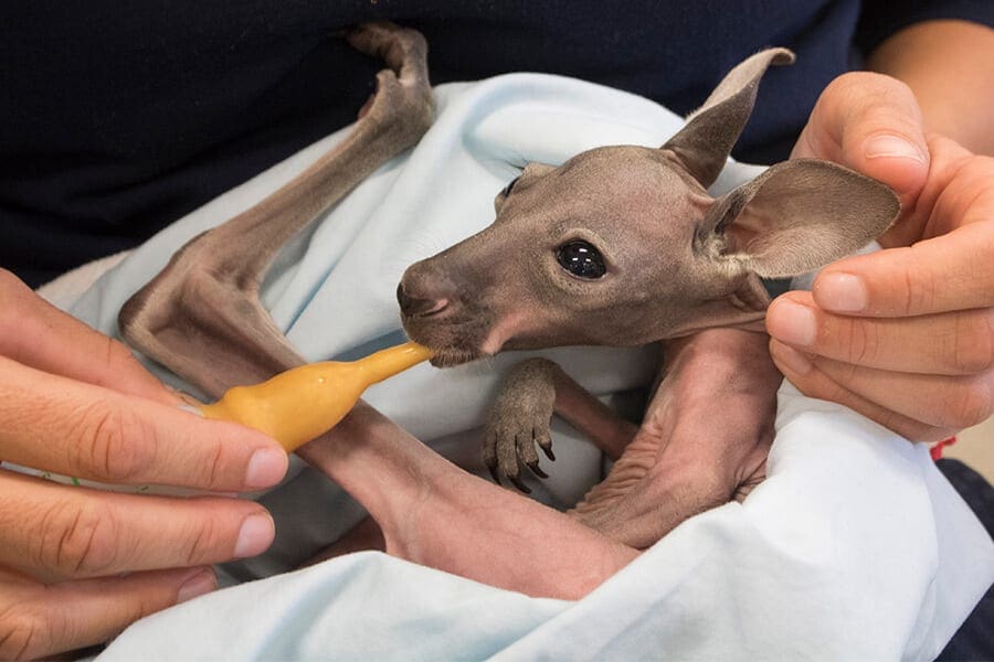 Lilly the kangaroo joey being bottle fed