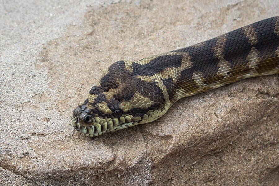 Louie, a carpet python