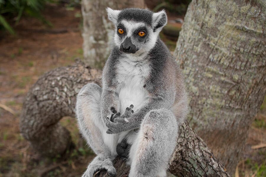 Luke a ring-tailed lemur