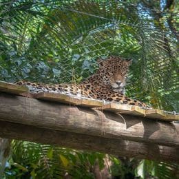 Masaya the jaguar in overhead tunnel