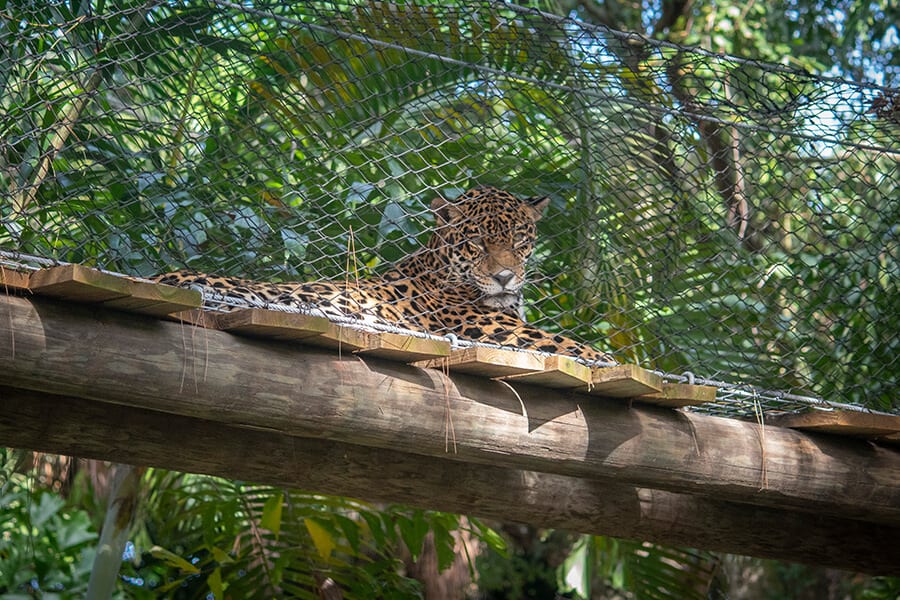 Masaya the jaguar sits in an overhead tunnel