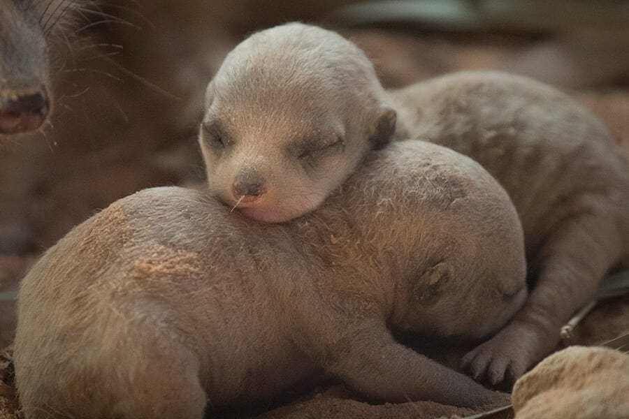 Newborn meerkat pups