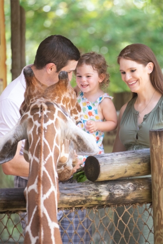 Family-Giraffe-Encounter