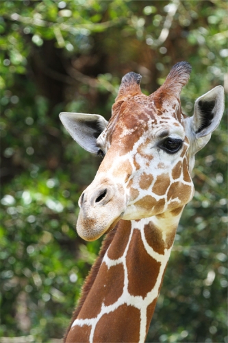 Giraffe-Headshot