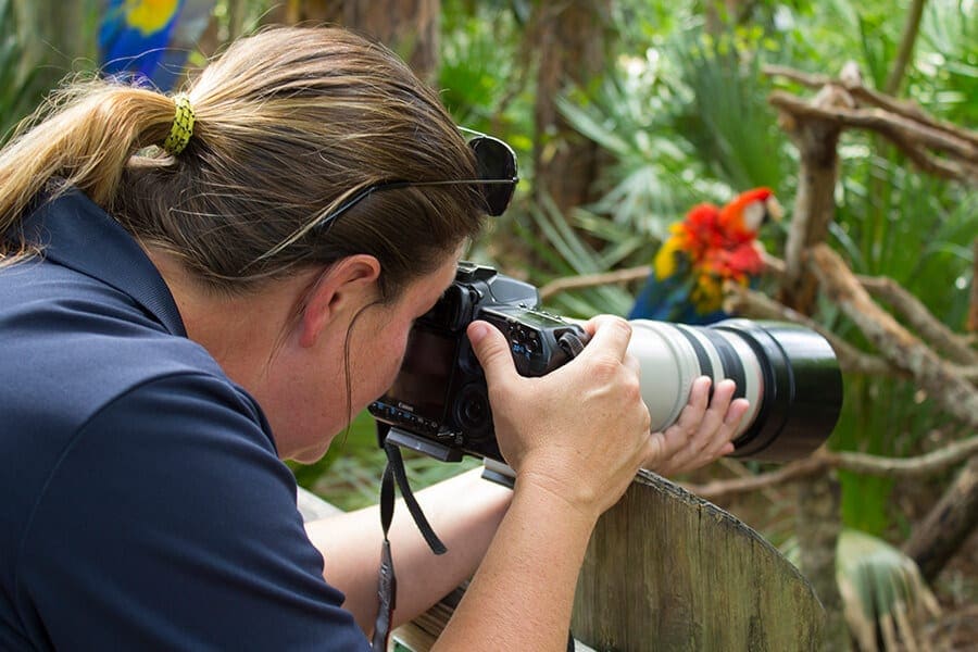 Woman photographing macaws