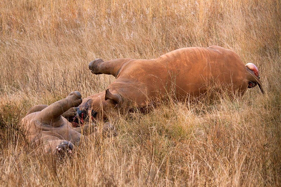 Rhino carcasses victims of poaching