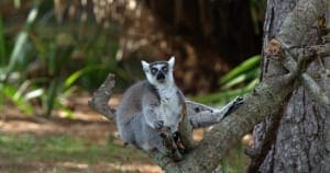 Ring-tailed Lemur4