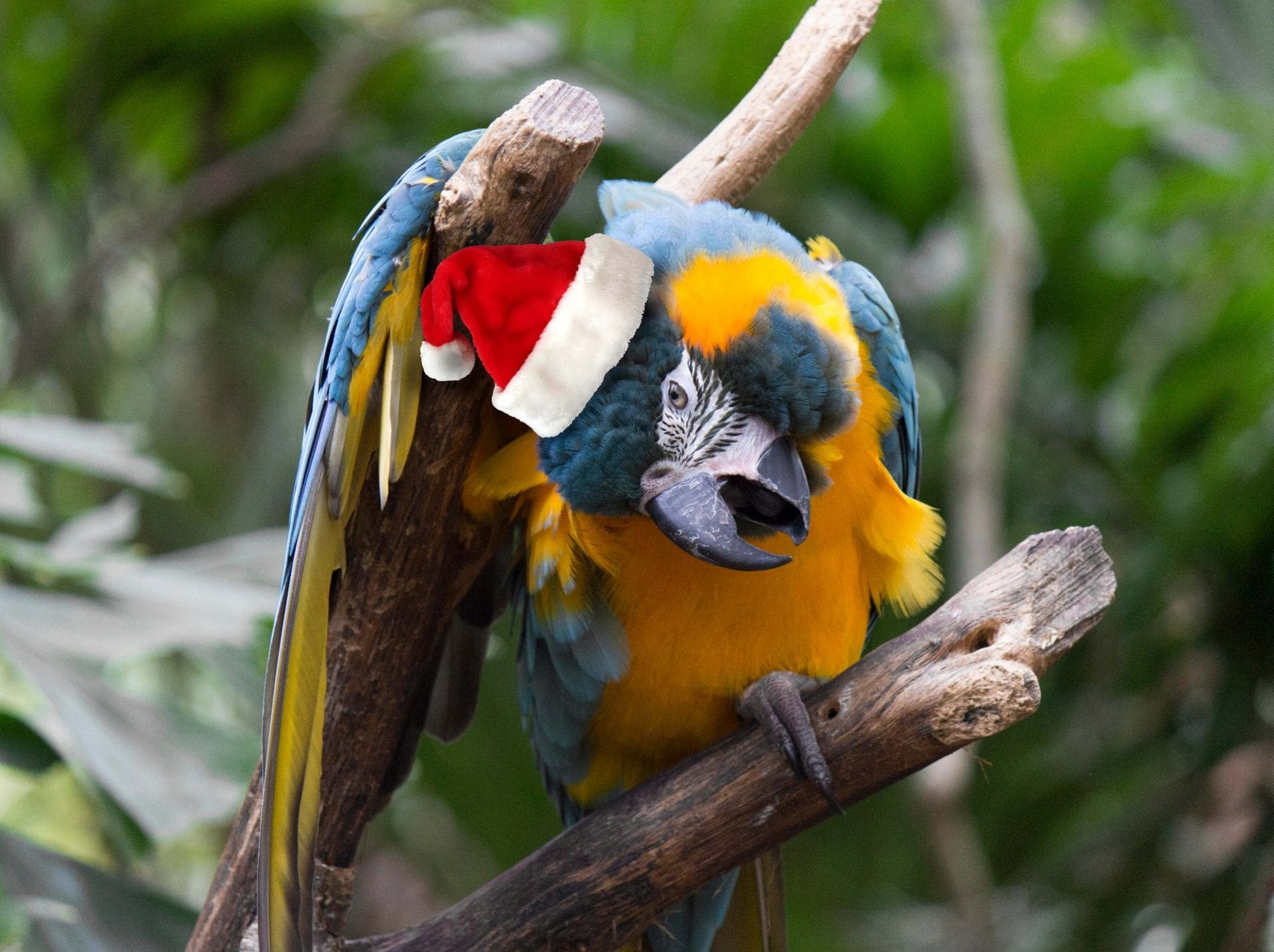 Macaw wearing Santa hat