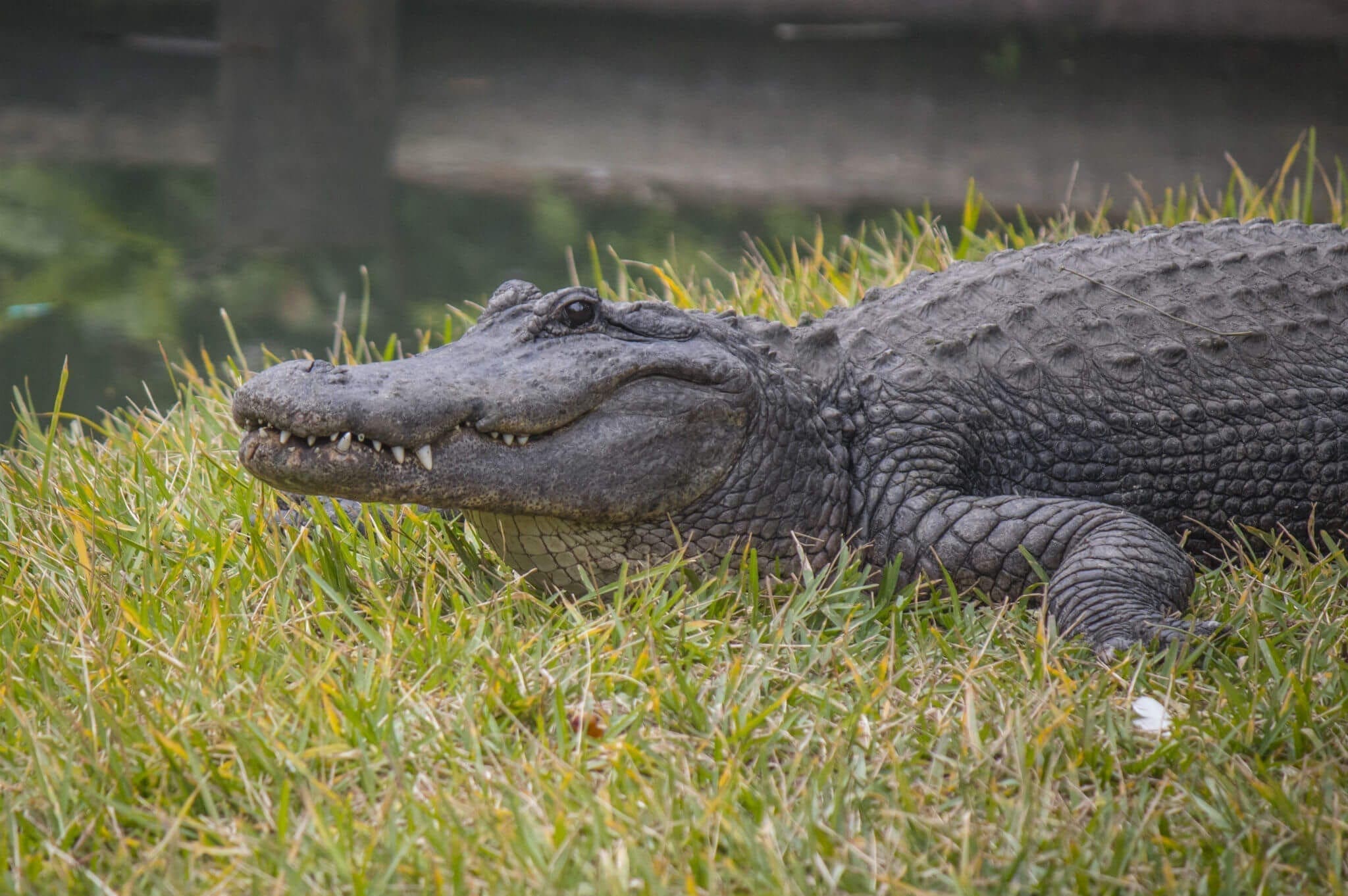 Alligator on grass