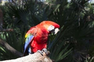 Scarlet Macaw2