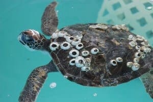 Sea turtle with barnacles