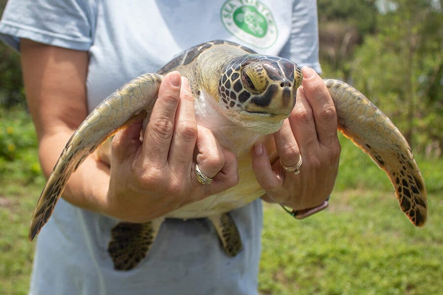 https://brevardzoo.org/wp-content/uploads/skipper-1.jpg