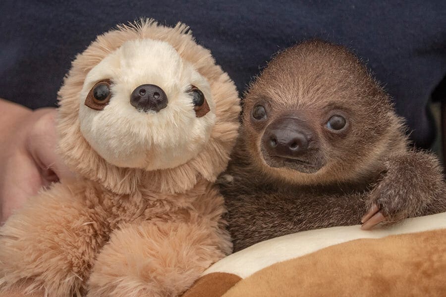 Baby sloth with plush sloth