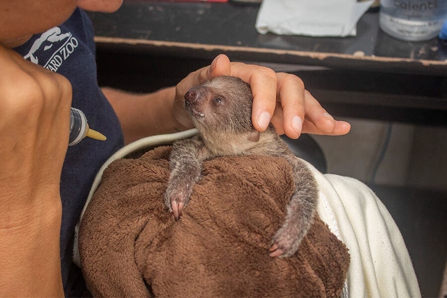 Do Sloths Make Good Pets? - Brevard Zoo Blog
