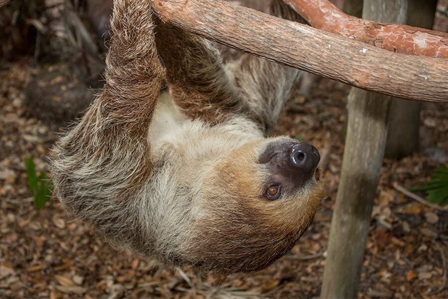 Brevard Zoo Blog  Take a Peek Behind the Scenes