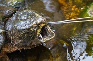 Alligator Snapping Turtle being fed