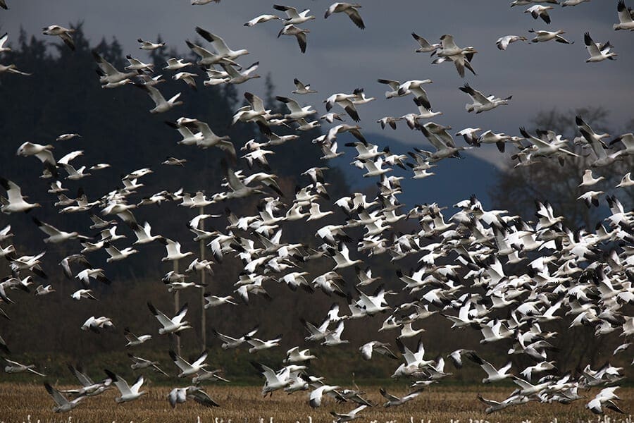 Snow geese migrating