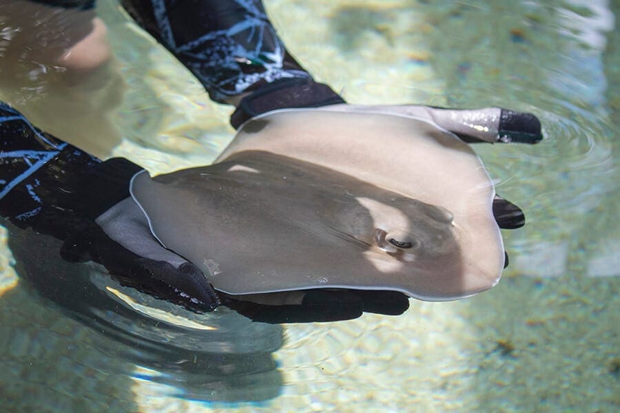 Stingray pup being held by aquarist 