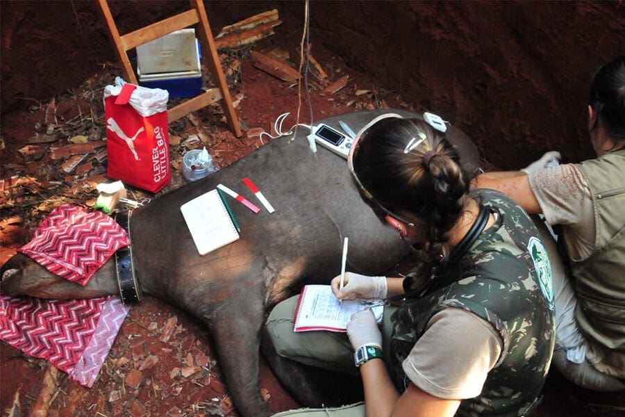 LTCI personnel examine an anesthetized tapir in the field