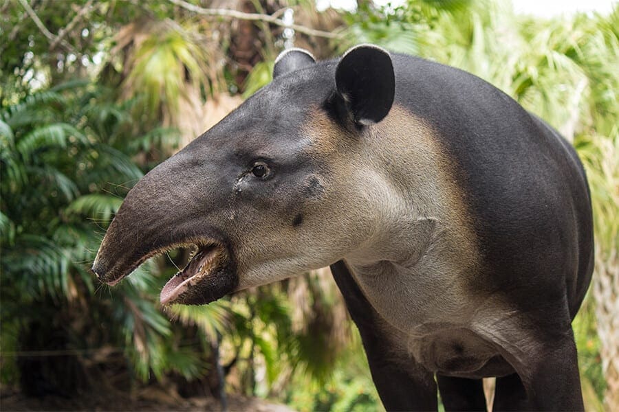 Josie a Baird's tapir