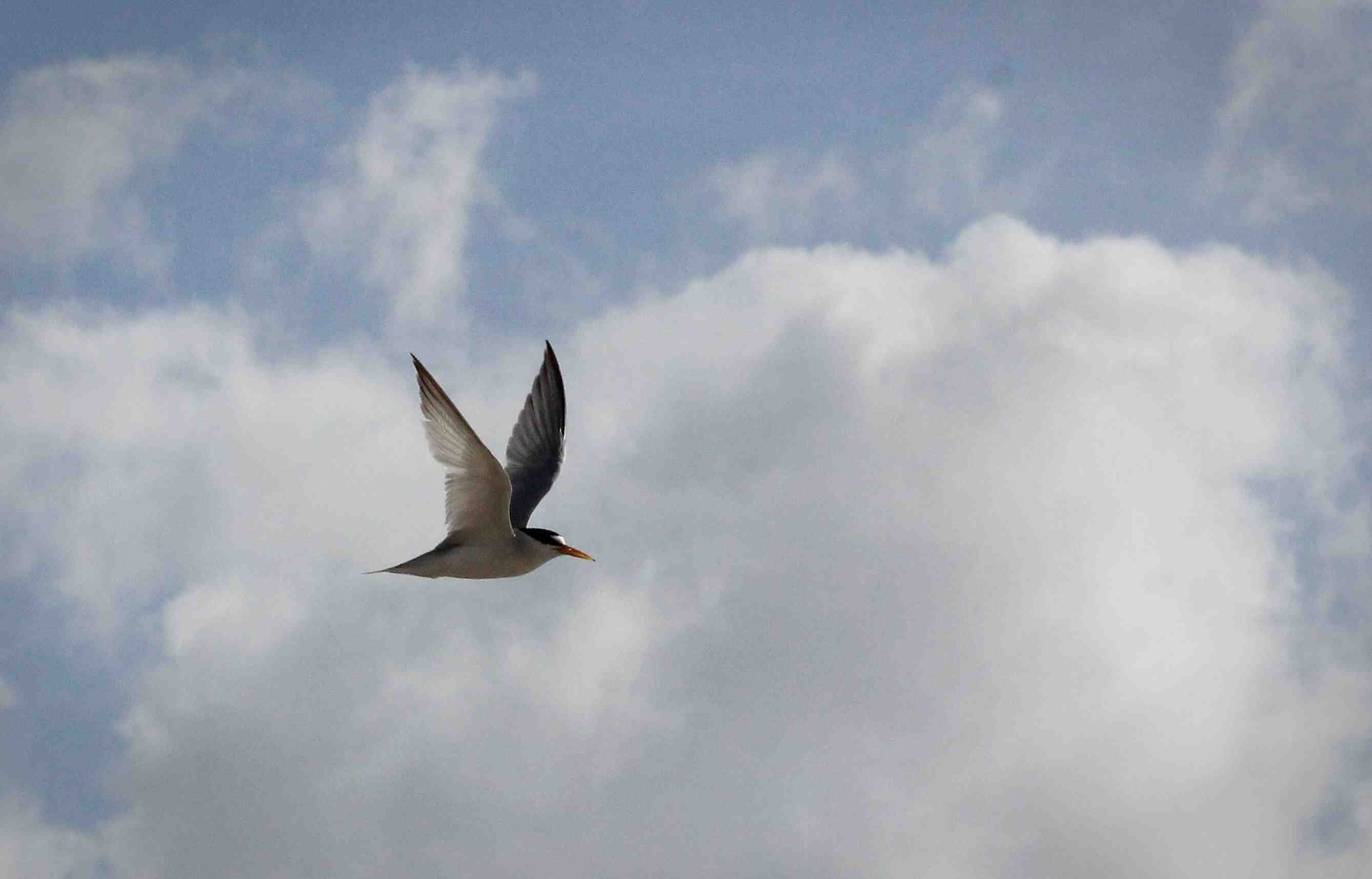 Tern bird flying