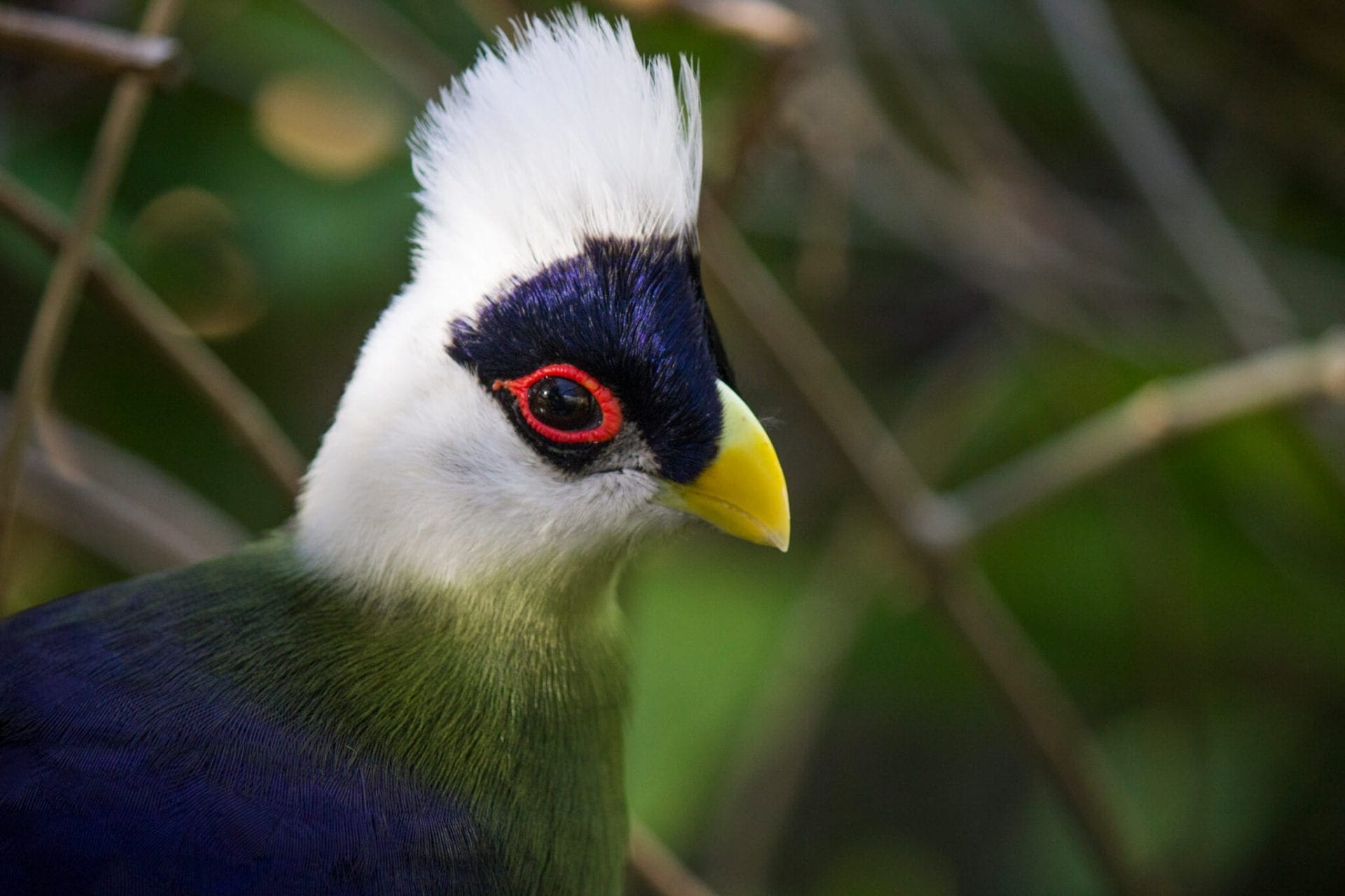 White crested turaco