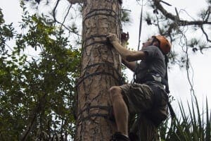 Guest climbing tree hugger