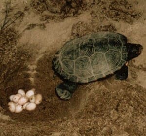 Terrapin turtle nest