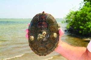 Terrapin shell with barnacles