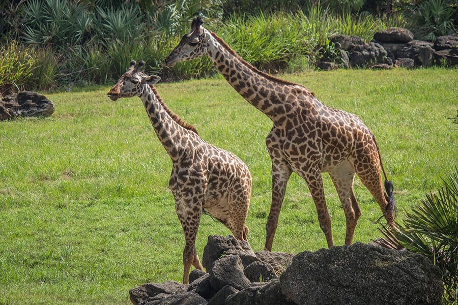 Twelve and Kumi in giraffe habitat