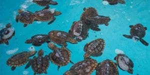 Sea turtle washbacks