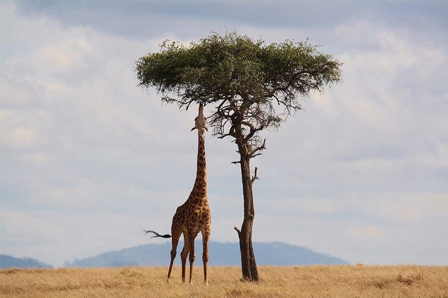 Giraffe in Kenya feeding off a tree