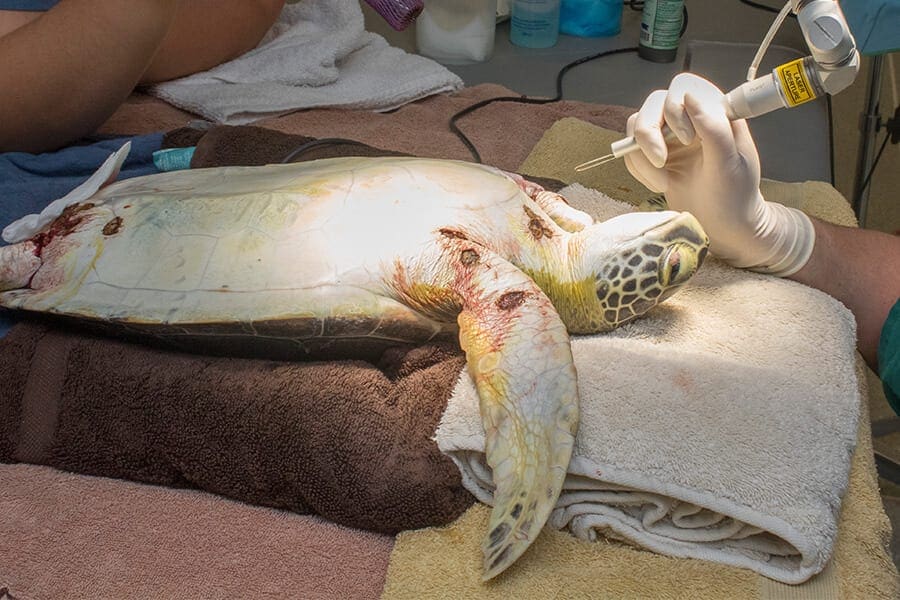 Green sea turtle undergoing operation to remove tumors