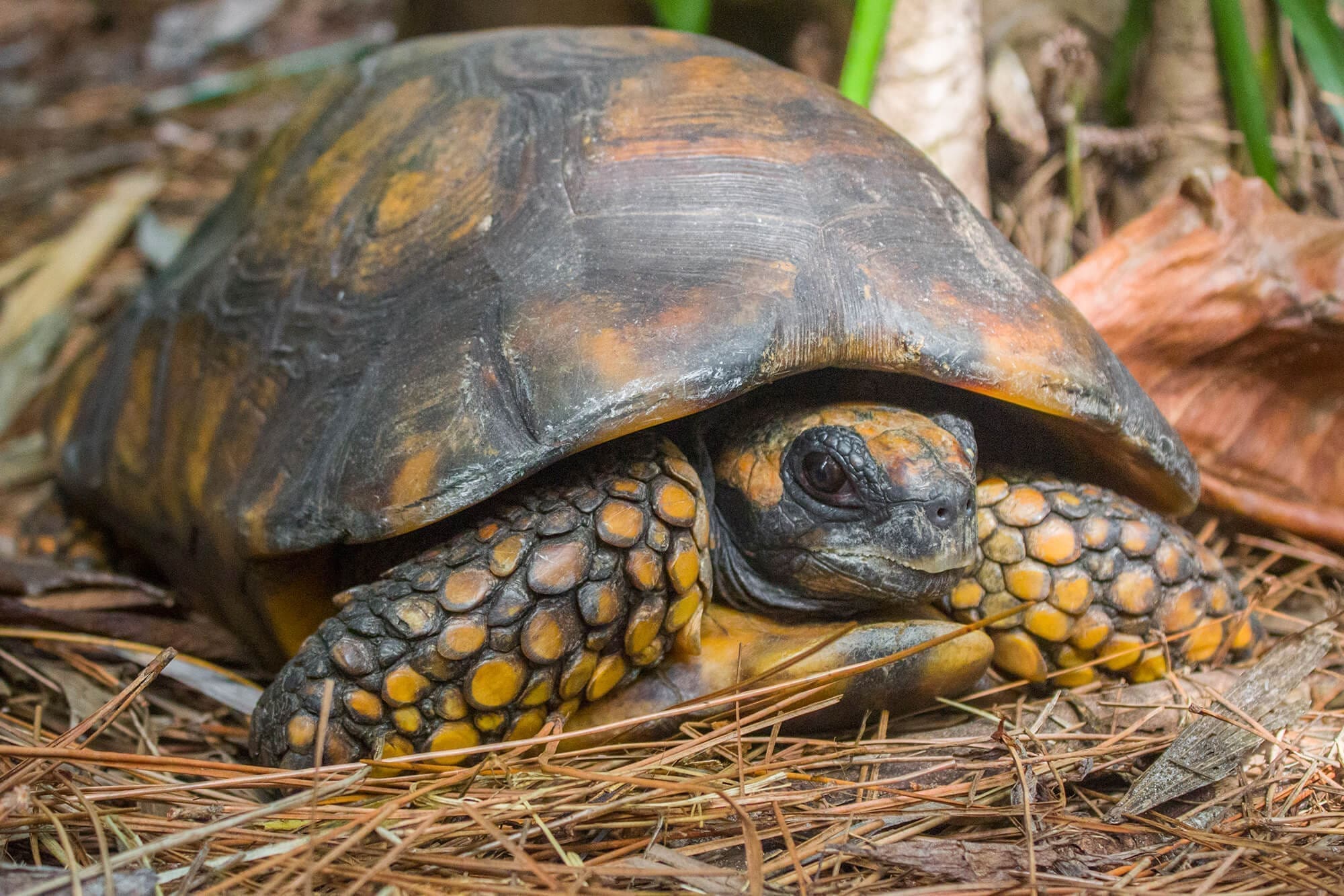 Yellow-footed tortoise