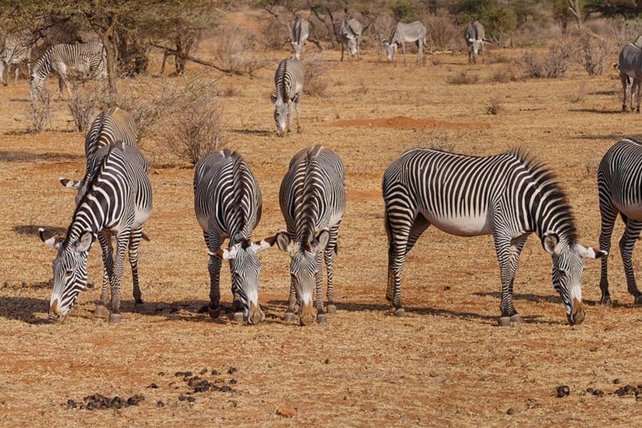 Grevy's zebras in their natural habitat